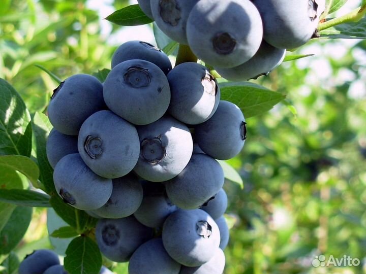 Голубика 5лет