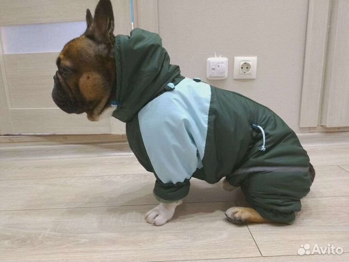 Одежда комбинезон куртка французский бульдог мопс