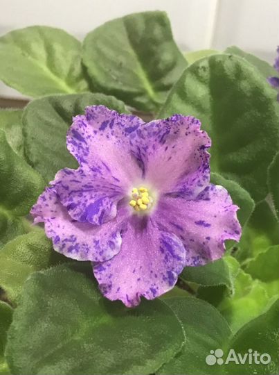 Фиалки сортовые