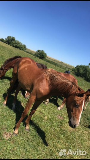 Кобылки по 1,5 года
