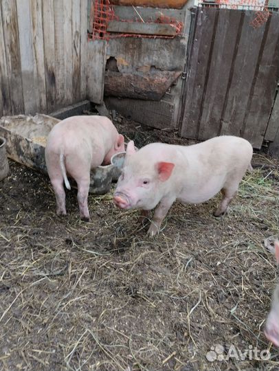 Вьетнамские поросята