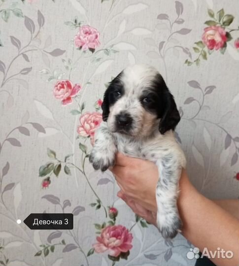 Русский спаниель