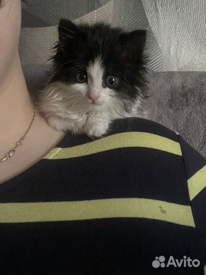 Кошка в дар