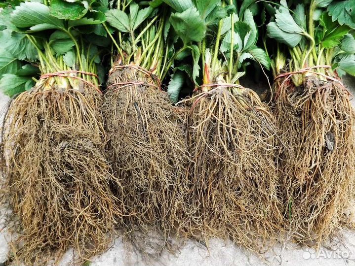 Рассада клубники