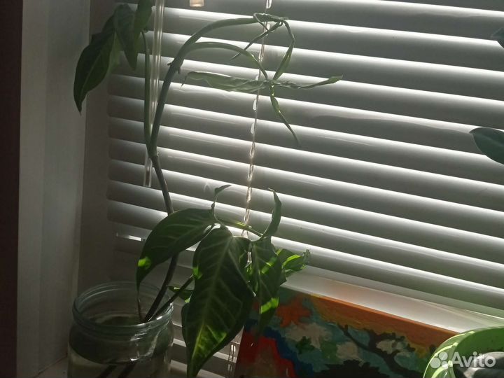 Обмен-генура,сингониум,хлорофитум, маранта