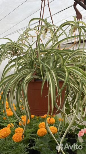 Цветы петунии бархатцы