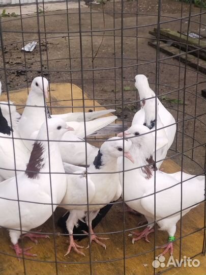 Продажа бакинских голубей