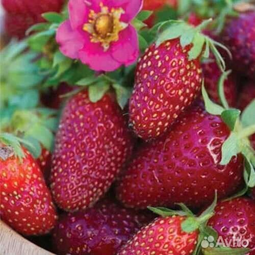 Саженцы клубники