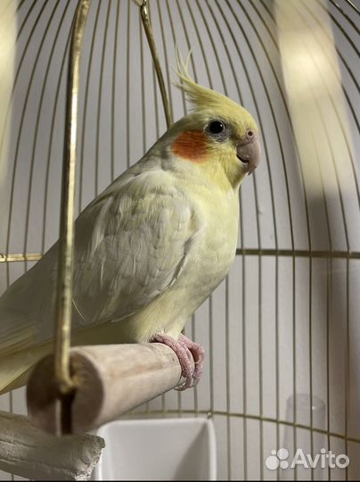 Попугай корелла с клеткой