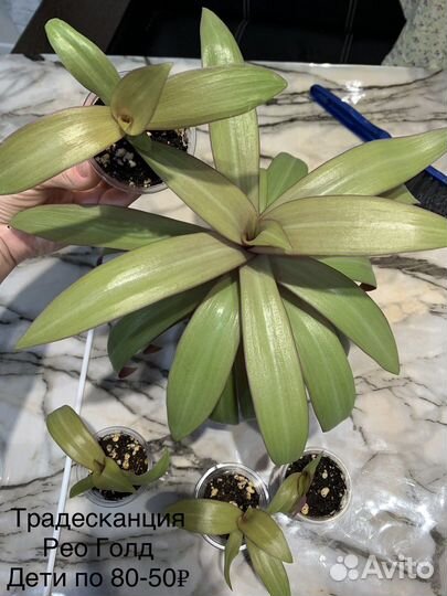 Сингониум Т-25, филодендрон, традесканция и т.д