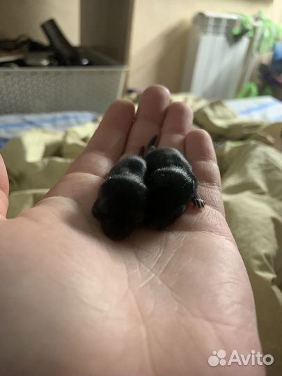 Монгольские песчанки