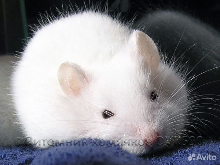 Белый хомячок из питомника