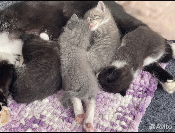 Кошка в дар