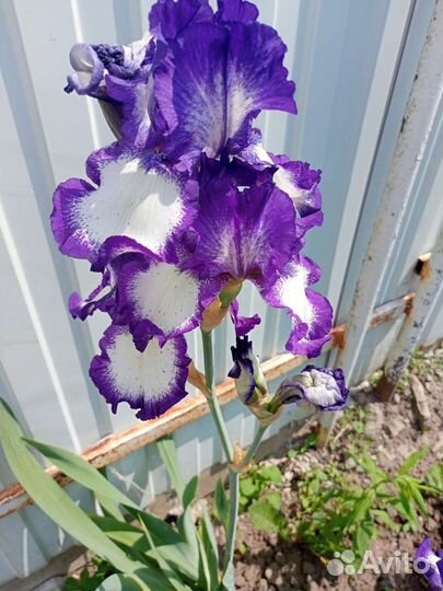Ирисы сортовые
