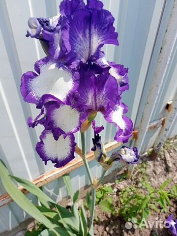 Ирисы сортовые