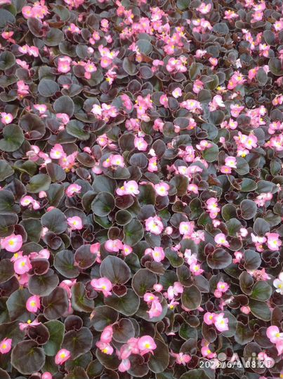 Рассада цветов