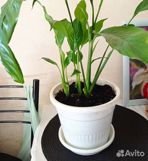 Спатифиллум