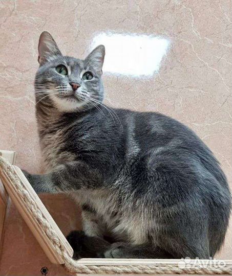 Мраморная кошечка Мишель в добрые руки