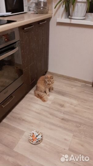 Потеряшка котенок девочка 5-6 мес