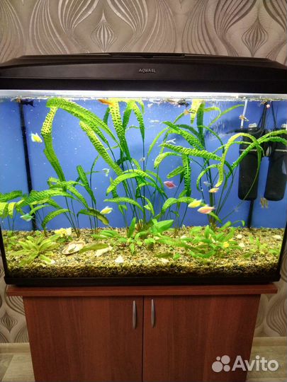 Аквариум