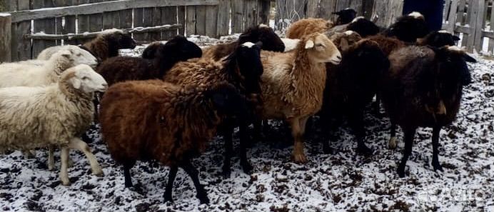 Овцы бараны оптом
