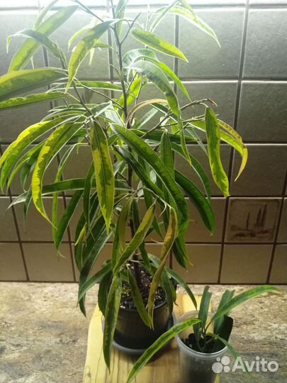 Комнатные цветы