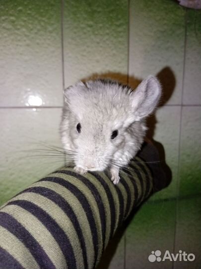 Шиншиллята