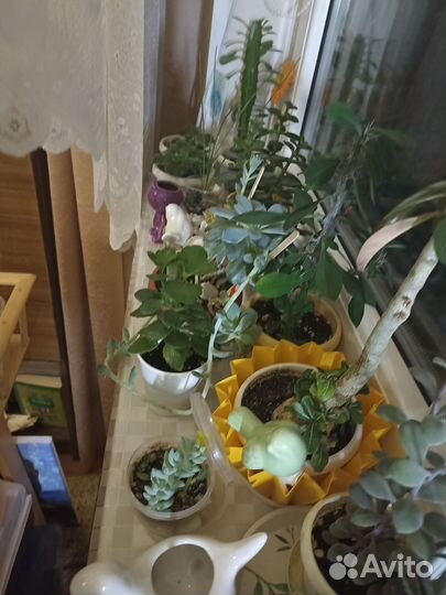 Домашние цветы в горшках