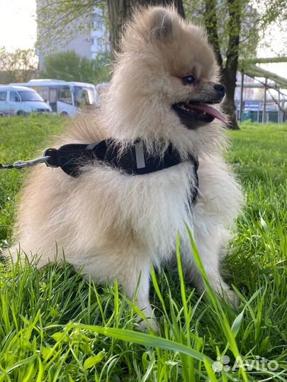 Померанский шпиц вязка кобель