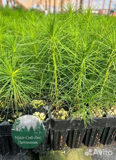Сеянцы зкс Сосна окс Ель Лиственница Горная