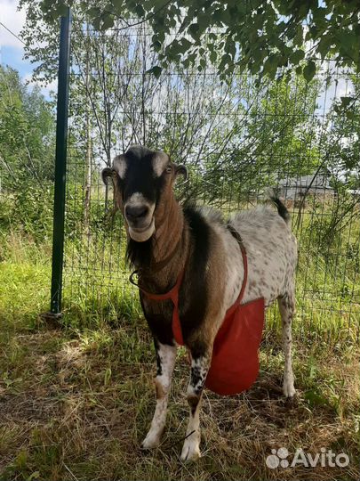 Услуги козла