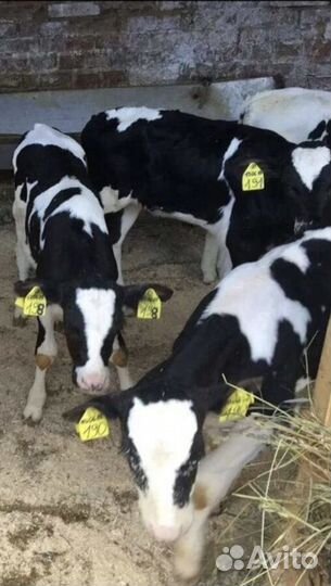 Телята бычки