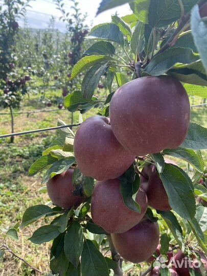 Яблоки джеромини