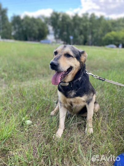 Добрый ласковый пес ищет теплый дом