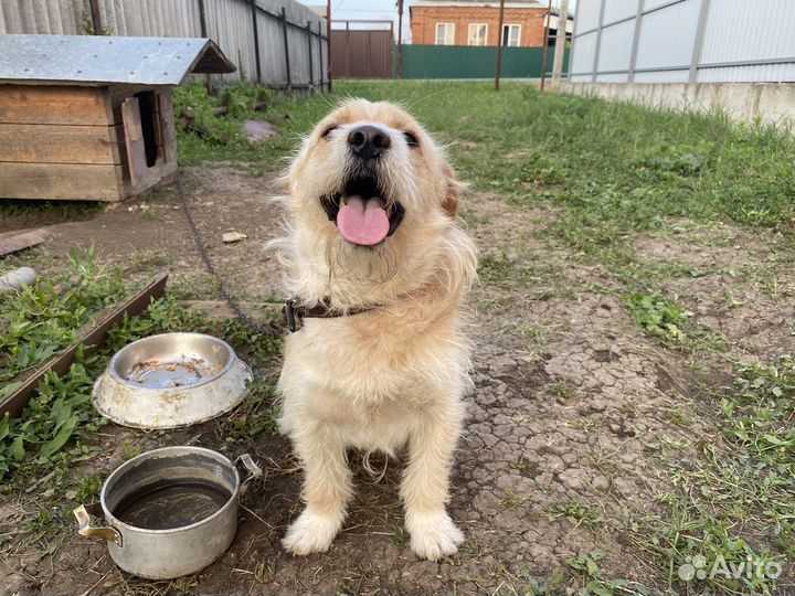 Собаки бесплатно