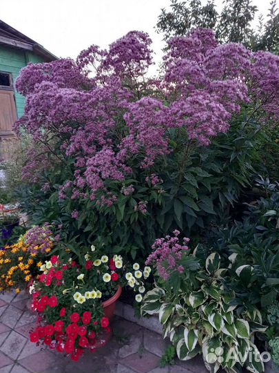 Рассада и многолетники