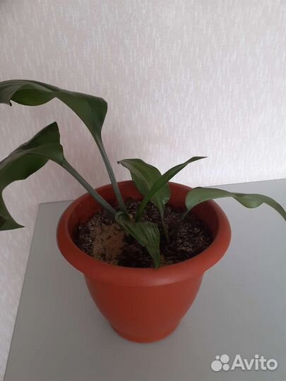 Эухариус, Комнатный цветок