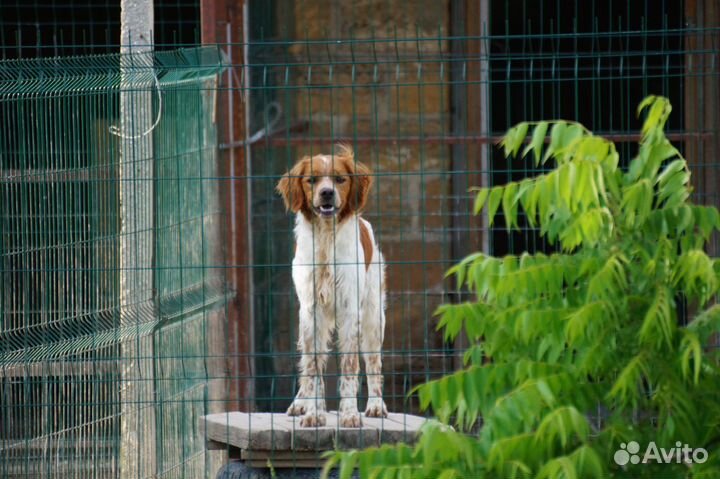 Бретонский эпаньоль
