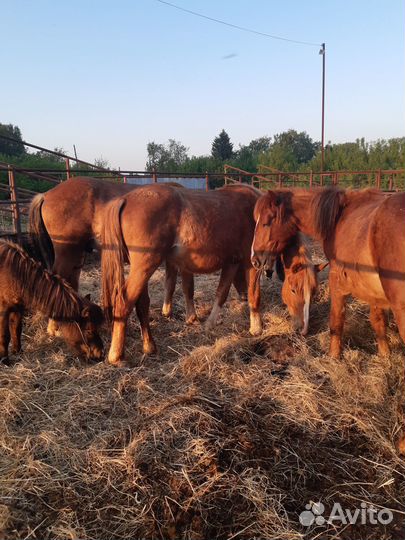 Кобылы, старший возраст