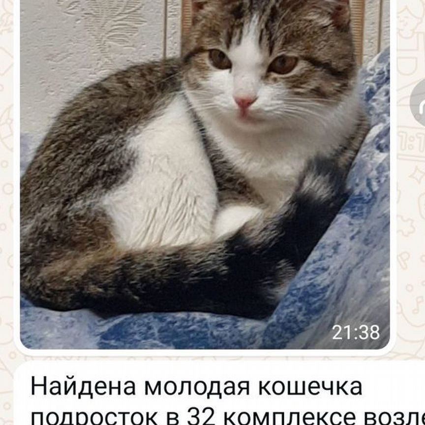 Кошка ищет хозяина