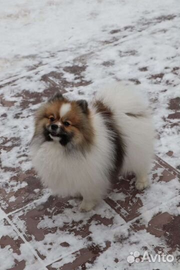 Щенки шпица