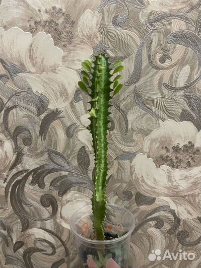 Молочай трехгранный