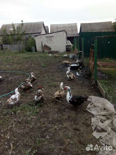 Мускусные утки