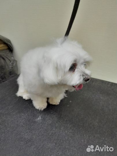 Уход за животными