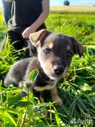 Отдам щеночка