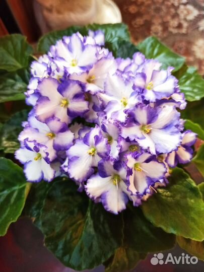 Детки сортовых фиалок