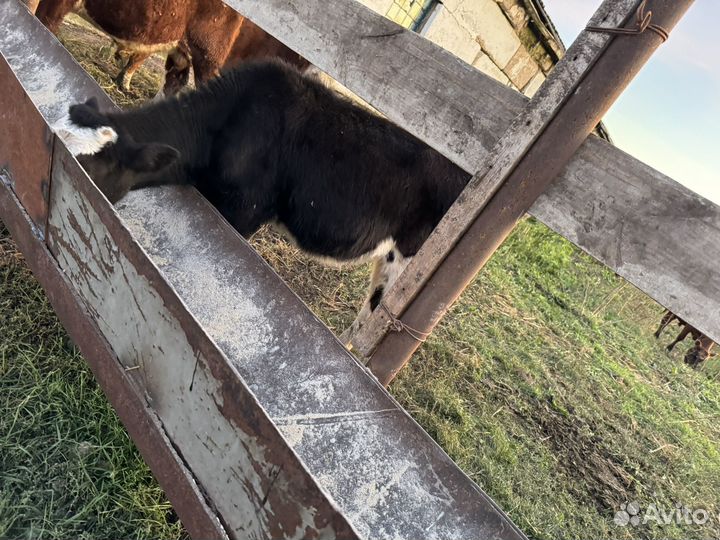 Продаются телята телки
