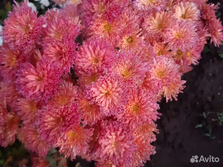 Хризантема корейская саженцы