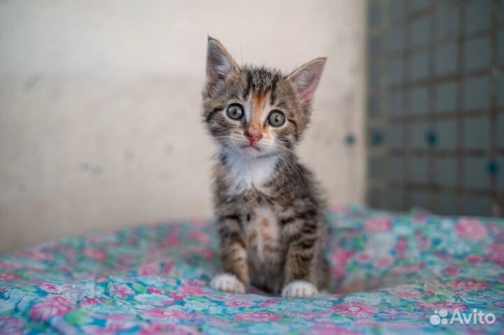 Джесси и Джои