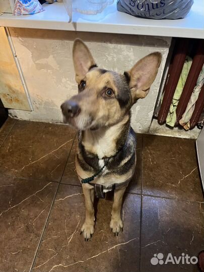 Собака бесплатно в добрые руки, зовут Жак